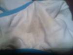 Cum Stained ?