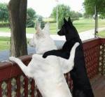 interracial.jpg