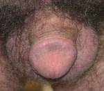 ptinycock.jpg
