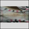 wifes panties2