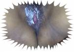 sperme2