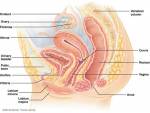 Larger caucasian rectum