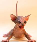 Petite chatte Sphynx