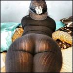 pantalons bien port?s.... - #1628741-1