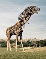 Tu peignes la girafe ? Sacré boulot.. Tu peignes la girafe ? Sacré boulot..