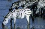 Zebre 1 Zebre 1