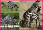 Zebre 2 Zebre 2