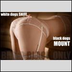 White Dogs Sniff White Dogs Sniff